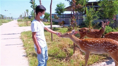 养殖梅花鹿 走出致富路