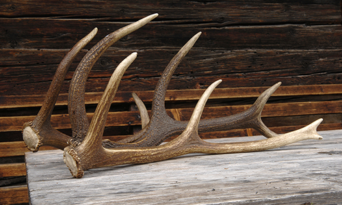 苏州海关查获梅花鹿鹿角2对