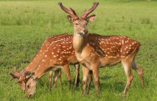 吉林东丰国际梅花鹿产业创投园项目全速推进