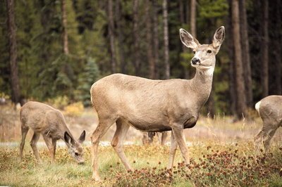 梅花鹿养殖前景可观