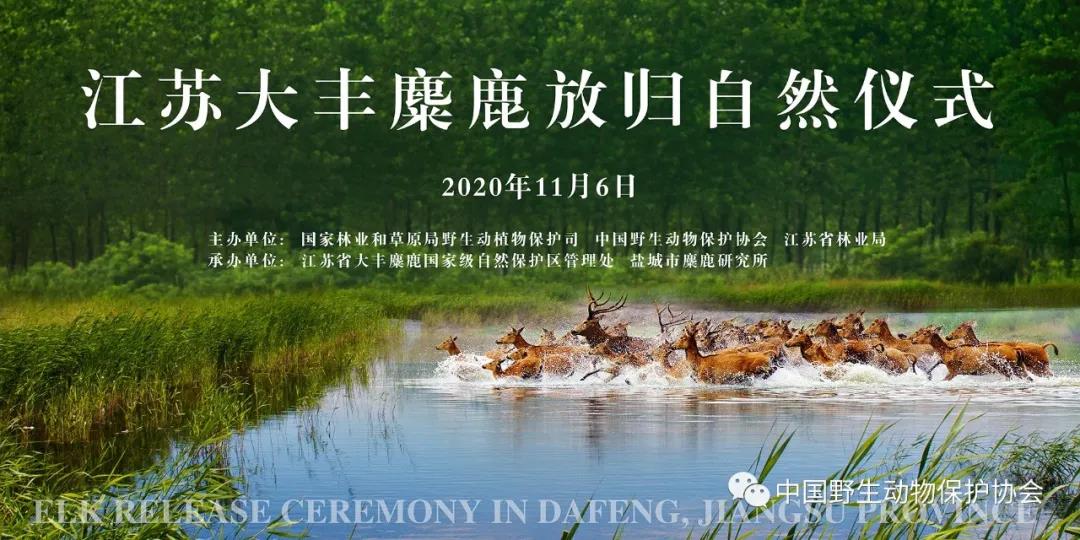 江苏大丰麋鹿放归自然活动成功举办