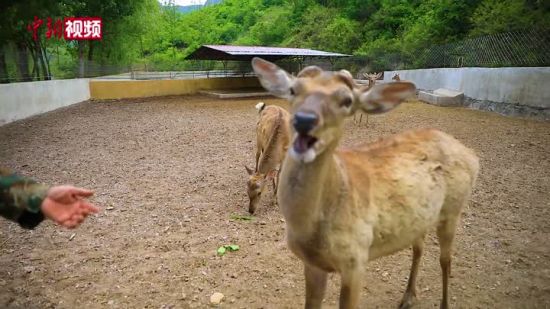 【精彩视频,点击观看】 【精彩视频,点击观看】