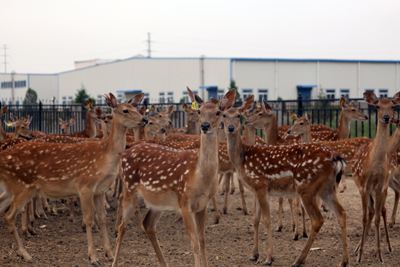 中国鹿业发展大会即将开幕！