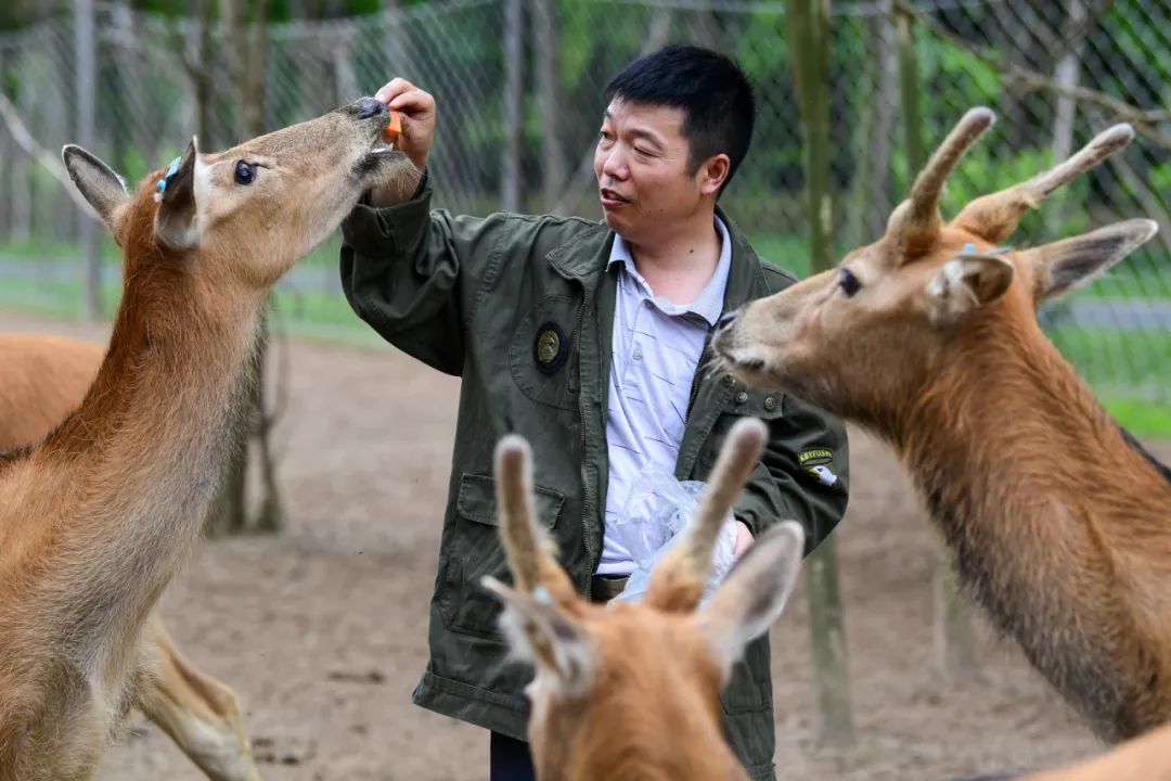 《国家畜禽遗传资源目录》专家解读丨家养鹿产业迎来新的发展机遇