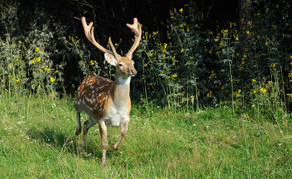 中国本土梅花鹿、马鹿养殖业，发展空间在哪里？