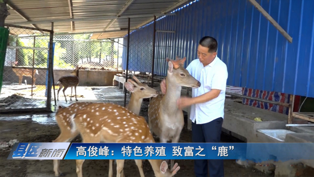 河南省新安县高俊峰：特色养殖 致富之“鹿”