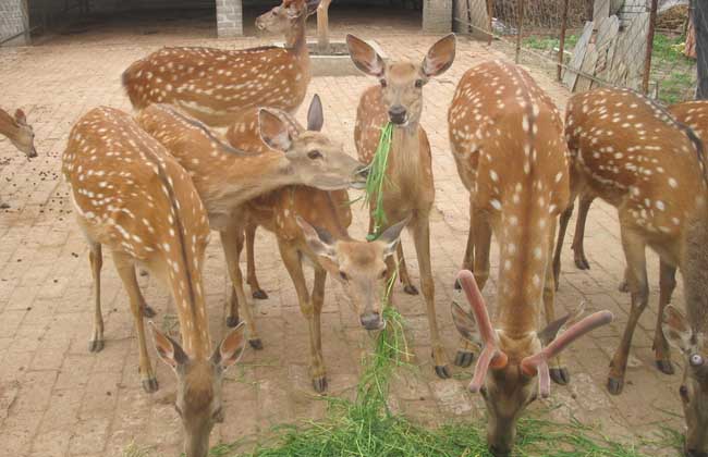 杨福合：全面推进鹿产业可持续发展